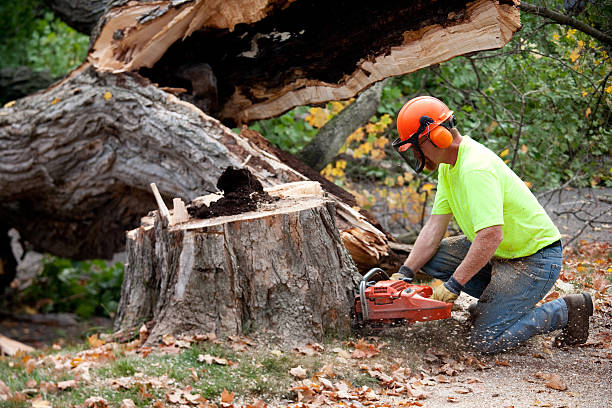 The Steps Involved in Our Tree Care Process in Camden, AL